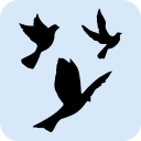 Reubicación pacifica de aves